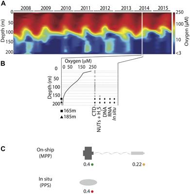 Sampling and Processing Methods Impact Microbial Community Structure and <mark class="highlighted">Potential Activity</mark> in a Seasonally Anoxic Fjord: Saanich Inlet, British Columbia